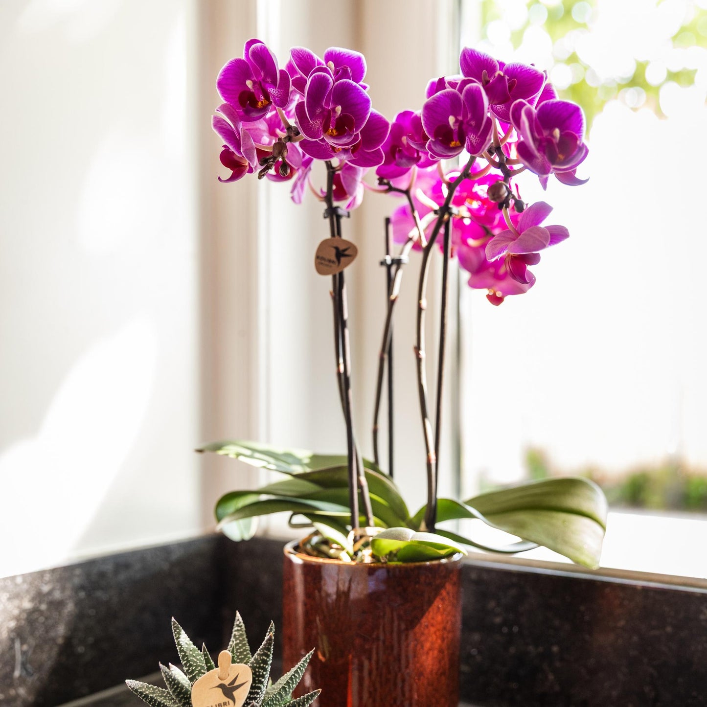 Kolibri Orchids | Paarse phalaenopsis orchidee potmaat Ø9cm | Morelia | bloeiende kamerplant - vers van de kweker