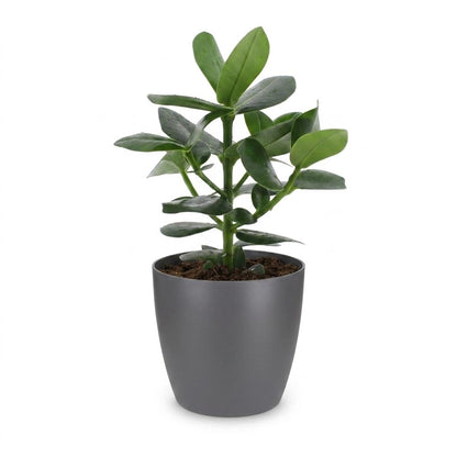 Green boutiQ - Clusia Princess - Clusia - 1 Plant - met Potter Grijs - Pot 12cm - Hoogte - 40cm