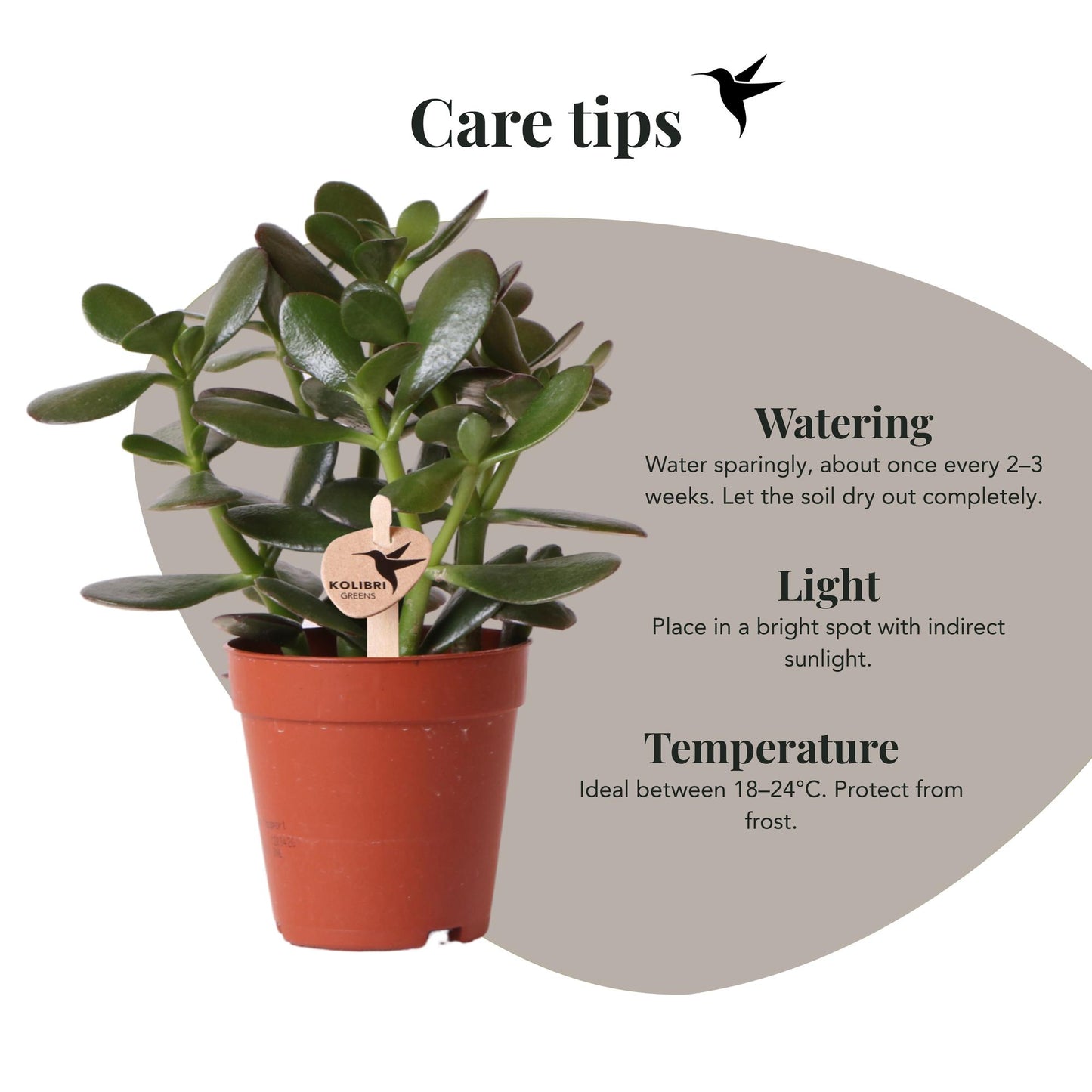 Kolibri Greens | Groene plant - Succulent Crassula Ovata potmaat Ø9cm | groene kamerplant - vers van de kweker - Ø9cm