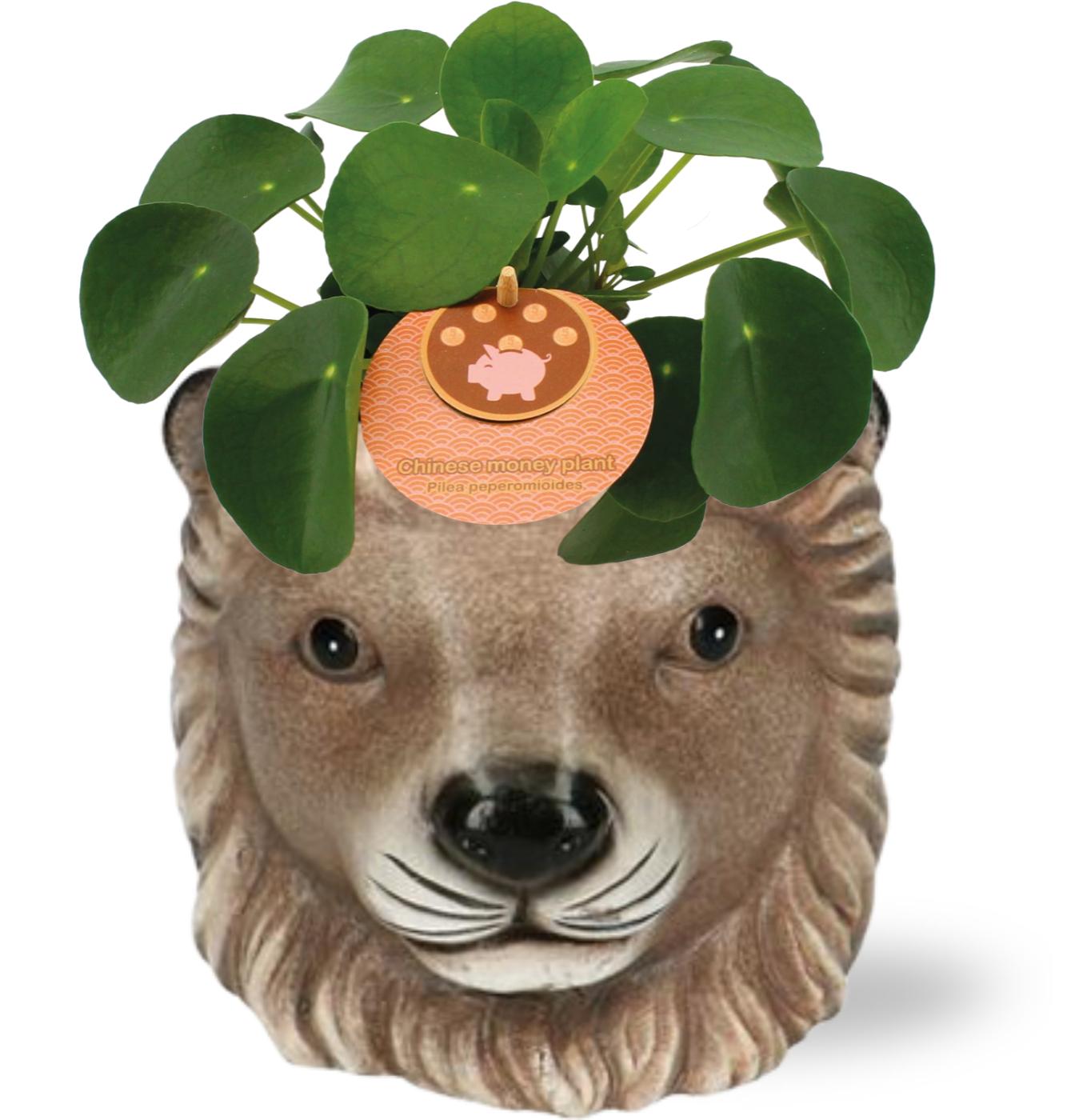 Pilea Peperomioides - Ø11cm - ↕15cm + Planter Leeuw D11/13x10cm - Bruin