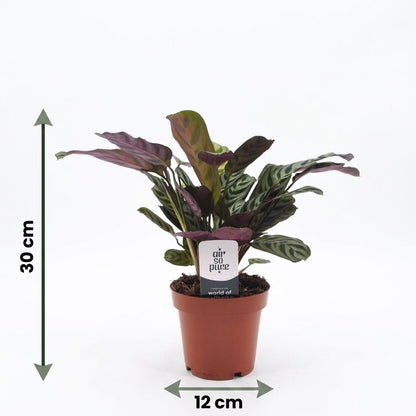 Green boutiQ - Ctenanthe Burle Marxii - Visgraatplant - 4 Planten - met Mand - Pot 12cm - Hoogte 30cm