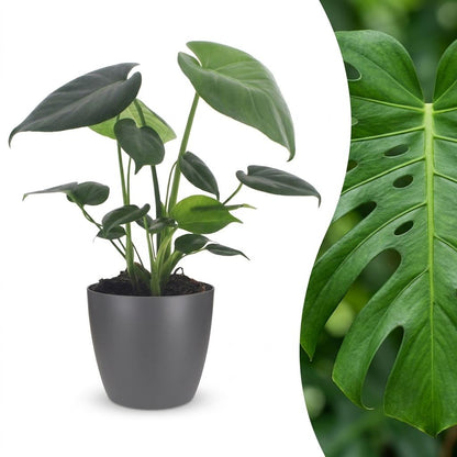 Green boutiQ - Monstera Deliciosa - Gatenplant - 1 Plant - met Potter Grijs - Pot 12cm - Hoogte - 30cm