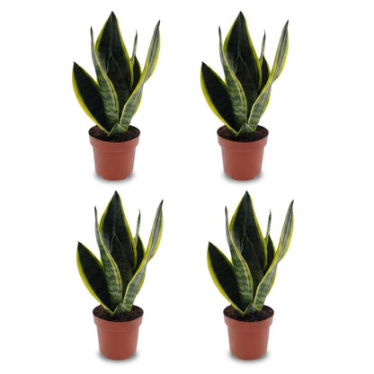 Green boutiQ - Sansevieria Future Superb - Vrouwentong - 4 Planten - Pot 12cm - Hoogte - 35cm