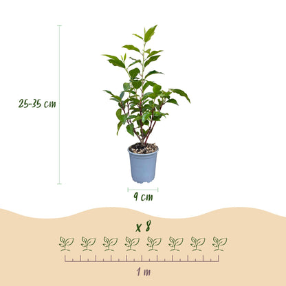 Green boutiQ - 16x Prunus lusitanica Angustifolia - Portugese Laurier - Haagplanten - Groenblijvend - Groen - Pot 9cm - Hoogte 25-35cm