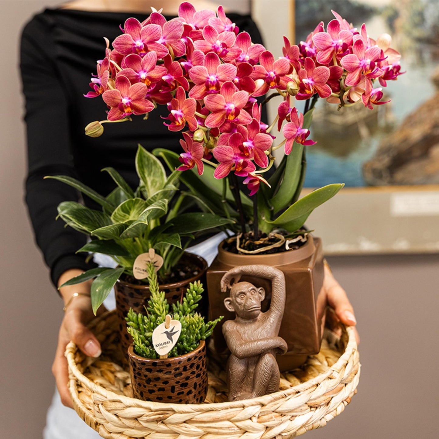 Kolibri-Orchideen | Rote Phalaenopsis-Orchidee, Topfgröße Ø 9 cm | Kongo | Blühende Zimmerpflanze – frisch vom Züchter