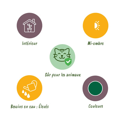 Green boutiQ - Kamerplant - Cyperus alternifolius Zumula - Kattengras - Huisdiervriendelijk - Groen - 4 Planten - Pot 12cm - Hoogte 28-30cm