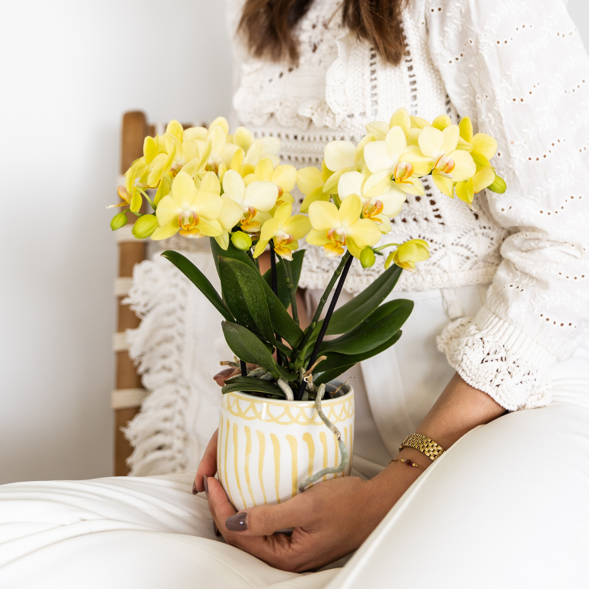 Kolibri-Orchideen | Gelbe Phalaenopsis-Orchidee – Albenga – Topfgröße Ø 9 cm | Blühende Zimmerpflanze – frisch vom Züchter