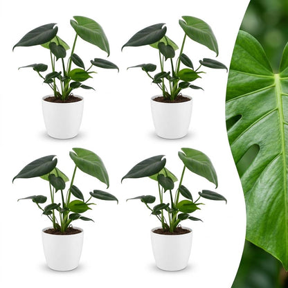 Green boutiQ - Monstera Deliciosa - Gatenplant - 4 Planten - met Potter Wit - Pot 12cm - Hoogte - 30cm