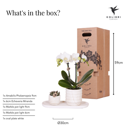 Kolibri Company | Plantenset Slow Living small met orchidee in keramische potten op wit organisch dienblad