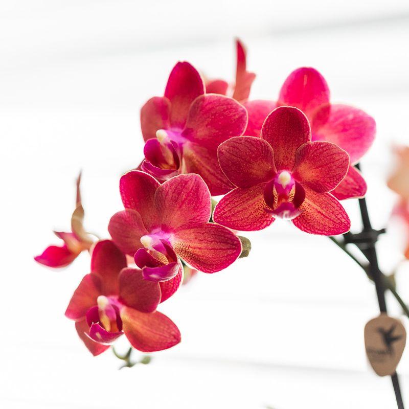 Kolibri Orchids | Red Phalaenopsis orchid – Congo + Gummy pot travertine – pot size Ø9cm | flowering houseplant in a flowerpot - fresh from the grower