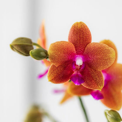 Hummingbird Orchids | orange scented Phalaenopsis orchid - Fragrance - pot size Ø9cm | flowering houseplant - fresh from the grower
