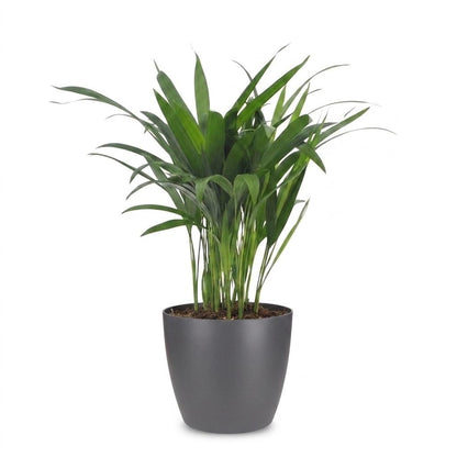 Green boutiQ - Areca Lutescens - Goudpalm - 1 Plant - met Potter Grijs - Pot 12cm - Hoogte - 45cm