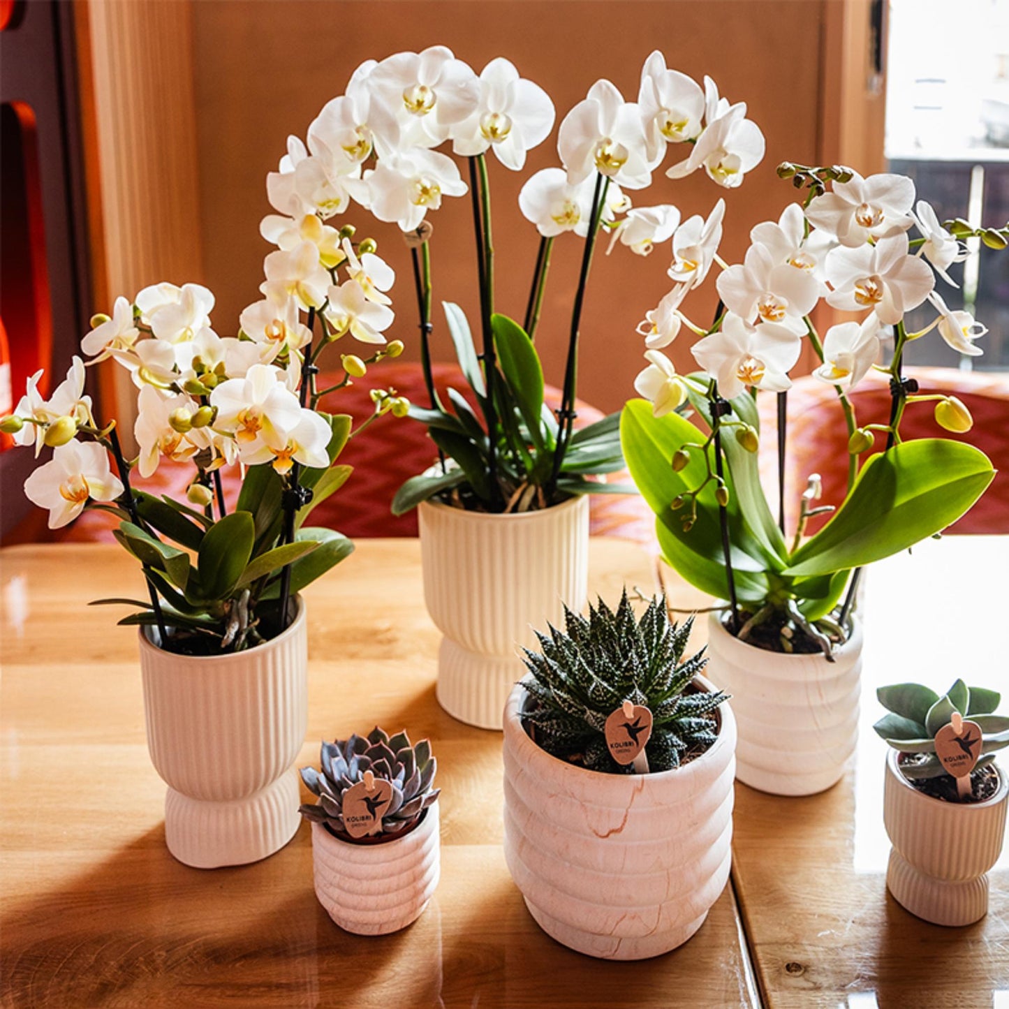 Kolibri Orchideen | Weiße Phalaenopsis-Orchidee, Topfgröße Ø 9 cm | Lausanne | Blühende Zimmerpflanze – frisch vom Züchter