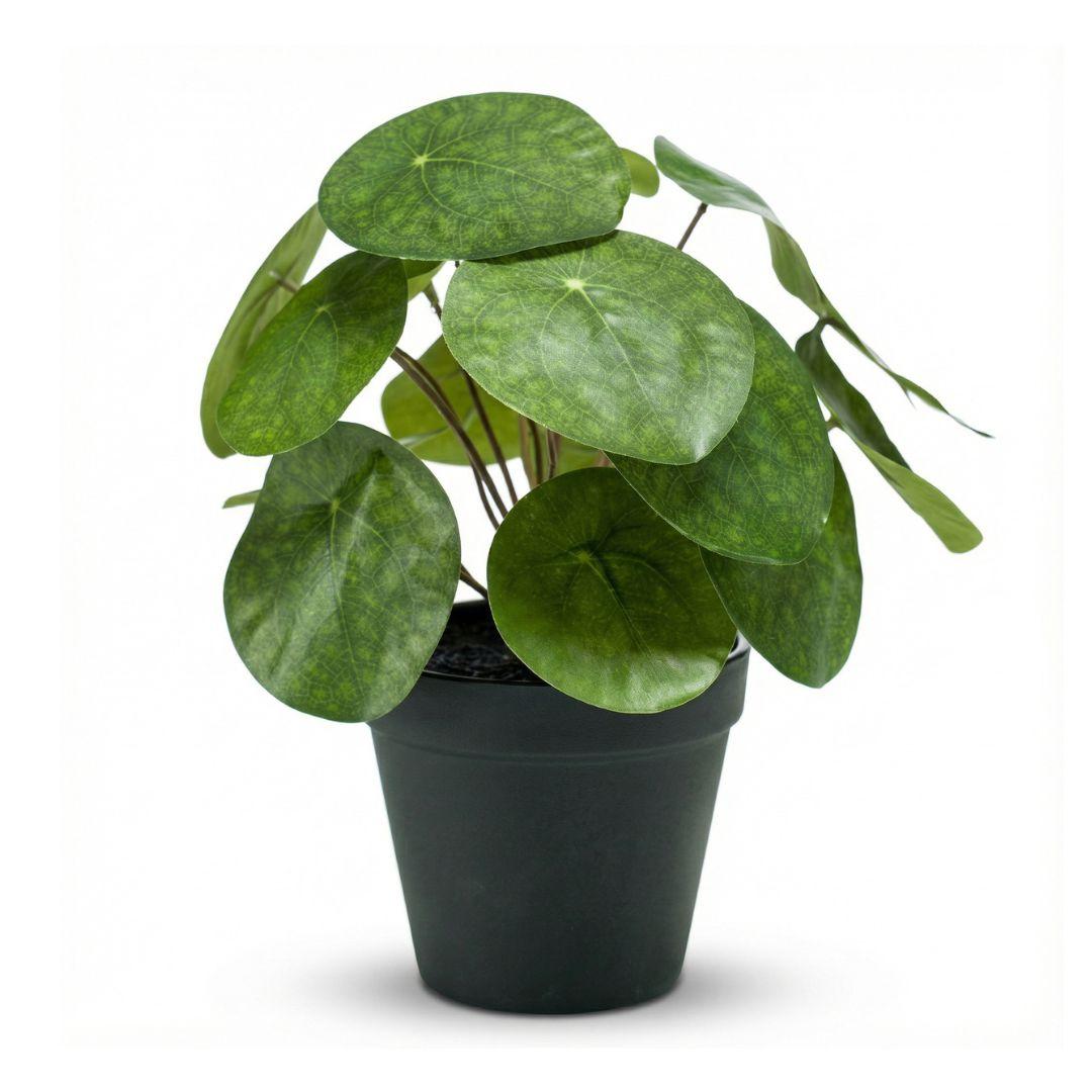 Pilea bush 25 cm in zwarte pot - Kunstplant - Artificial plant