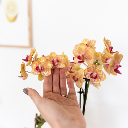 Kolibri Orchids | Orange Phalaenopsis Orchid - Jamaica + Painted Stripe Pot Orange - Pot Size Ø9cm | Flowering Houseplant - Fresh from the Grower