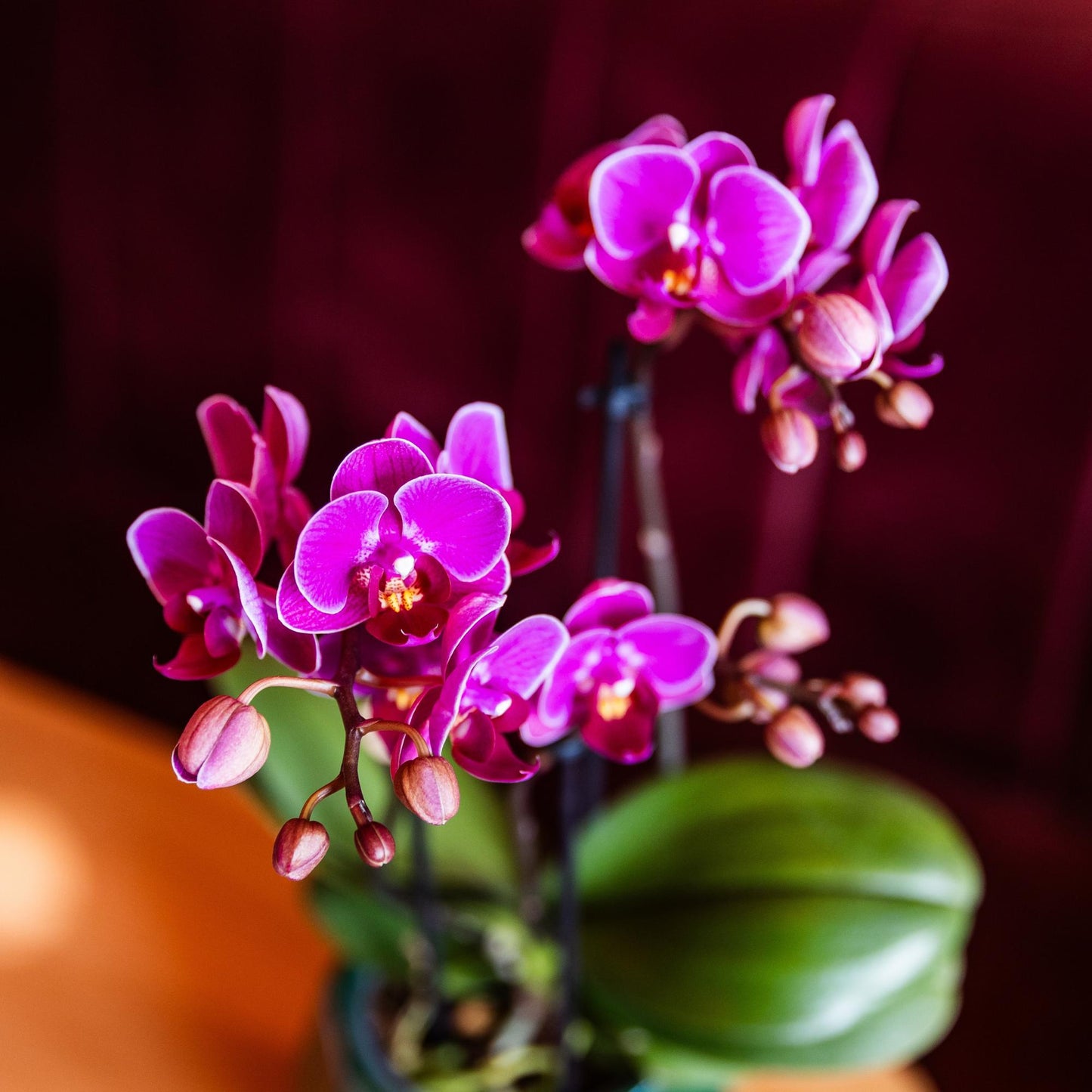 Kolibri Orchids | Paarse phalaenopsis orchidee potmaat Ø9cm | Morelia | bloeiende kamerplant - vers van de kweker