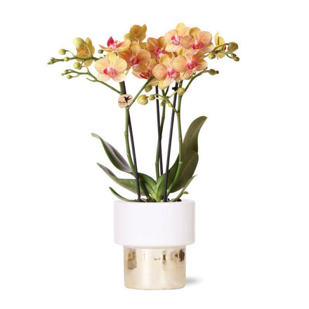 Hummingbird Orchids | white Phalaenopsis orchid – Jamaica + Lush pot – pot size Ø9cm | flowering houseplant in flower pot - fresh from the grower