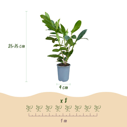 Green boutiQ - 16x Prunus laur. Caucasica - Laurierkers - Haagplanten - Groenblijvend - Groen - Pot 9cm - Hoogte 25-35cm
