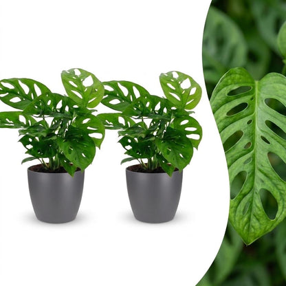 Green boutiQ - Monstera Adansonii - Rhaphidophora Tetrasperma - 2 Planten - met Potter Grijs - Pot 12cm - Hoogte - 25cm