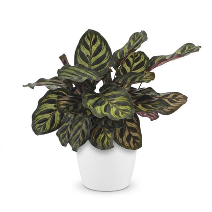 Calathea Makoyana - Pauwenplant - 1 Plant - met Potter Wit - Pot 12cm - Hoogte - 25cm