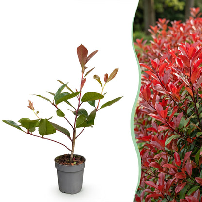 Green boutiQ - 16x Photinia fraseri Red Robin - Glansmispel - Haagplanten - Groenblijvend - Rood - Pot 9cm - Hoogte 25-35cm