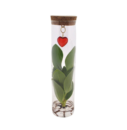 Mix In Tube Glass + Jewel (heart) - Ø7cm - ↕15cm