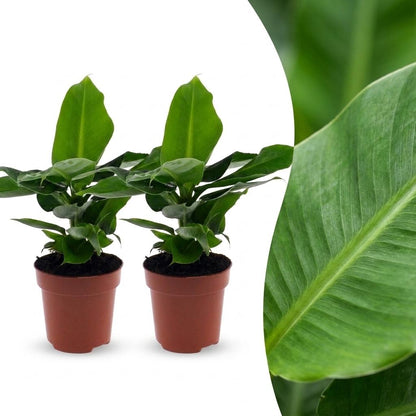 Green boutiQ - Musa Oriental Dwarf - Dwergbanaan - 2 Planten - Pot 12cm - Hoogte - 30cm