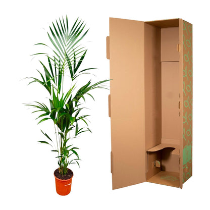 Kentia palm - 170cm - ⌀21 -25