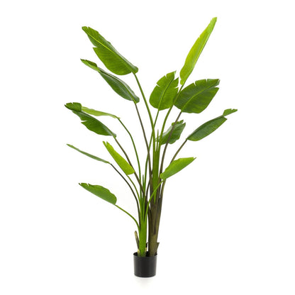 Strelitzia nicolai - 180 cm - In zwarte pot - Kunstplant - ARTIFICIAL