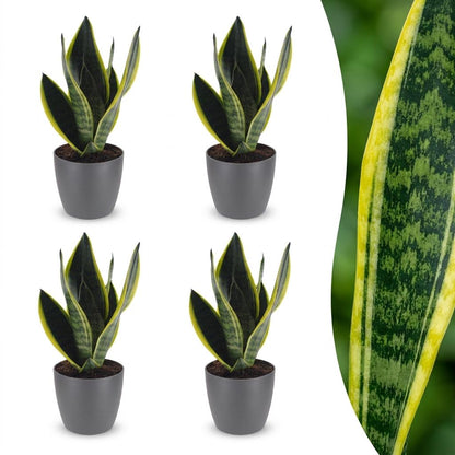 Green boutiQ - Sansevieria Future Superb - Vrouwentong - 4 Planten - met Potter Grijs - Pot 12cm - Hoogte - 35cm