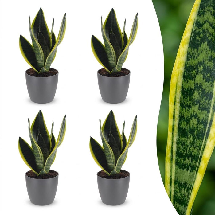 Green boutiQ - Sansevieria Future Superb - Vrouwentong - 4 Planten - met Potter Grijs - Pot 12cm - Hoogte - 35cm