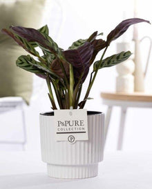Ctenanthe Burle Marxii In P&PURE Ivy Ceramics Shiny White - Ø12cm - ↕25cm