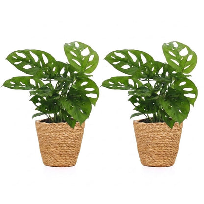 Green boutiQ - Monstera Adansonii - Rhaphidophora Tetrasperma - 2 Planten - met Mand - Pot 12cm - Hoogte - 25cm