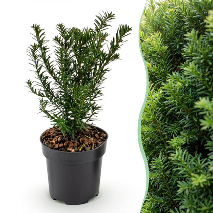 Green boutiQ - 8x Taxus baccata - Venijnboom - Haagplanten - Groenblijvend - Groen - Pot 9cm - Hoogte 20-30cm