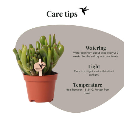 Kolibri Greens | Groene plant - Succulent Crassula Hobbit potmaat Ø6cm | groene kamerplant - vers van de kweker