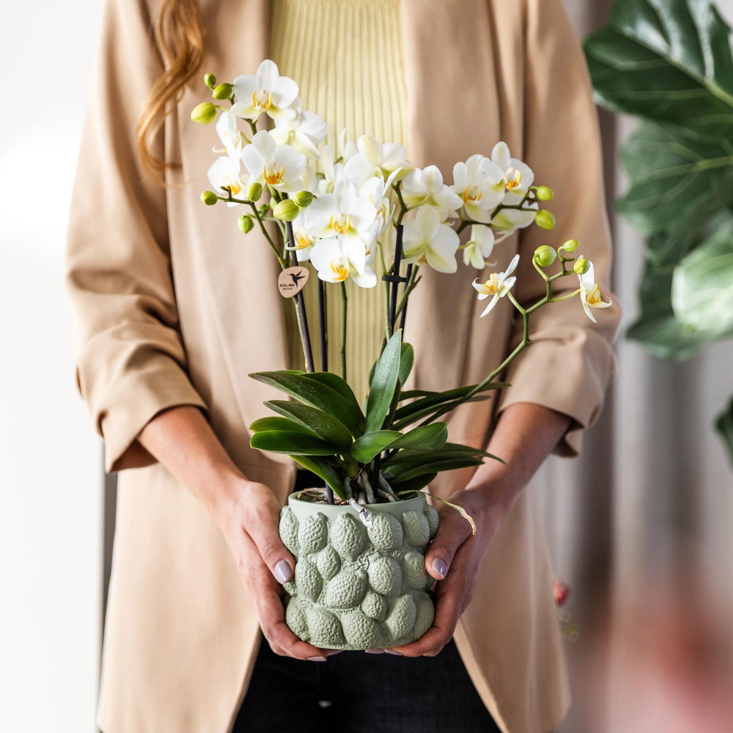 Kolibri Orchideen | Weiße Phalaenopsis-Orchidee, Topfgröße Ø 9 cm | Lausanne | Blühende Zimmerpflanze – frisch vom Züchter