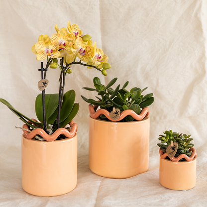 Kolibri-Orchideen | Gelbe Phalaenopsis-Orchidee – Lima – Topfgröße Ø 9 cm | Blühende Zimmerpflanze – frisch vom Züchter