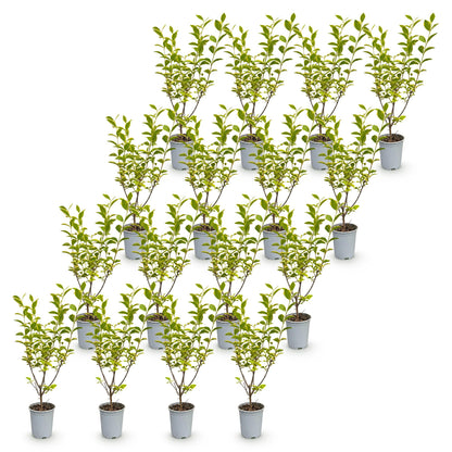 Green boutiQ - 16x Ligustrum ovalifolium Aureum - Bontbladige Liguster - Haagplanten - Groenblijvend - Bont - Pot 9cm - Hoogte 35-45cm