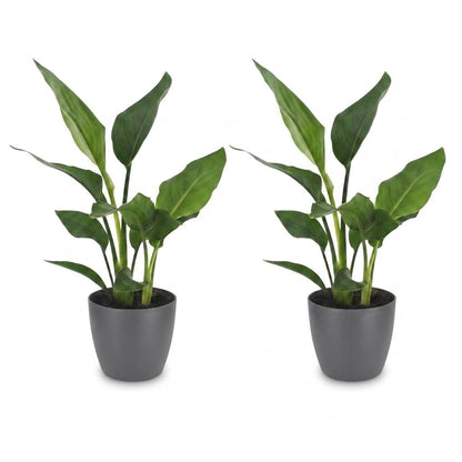 Strelitzia Reginea - Paradijsvogelbloem - 2 Planten - met Potter Grijs - Pot 12cm - Hoogte - 35cm