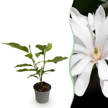 Green boutiQ - Tuinplant - Magnolia stellata Royal Star - Bloem Wit - 1 Plant - Bladverliezend - Weinig Onderhoud - Pot 12cm Hoogte 30cm