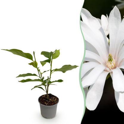 Green boutiQ - Tuinplant - Magnolia stellata Royal Star - Bloem Wit - 1 Plant - Bladverliezend - Weinig Onderhoud - Pot 12cm Hoogte 30cm