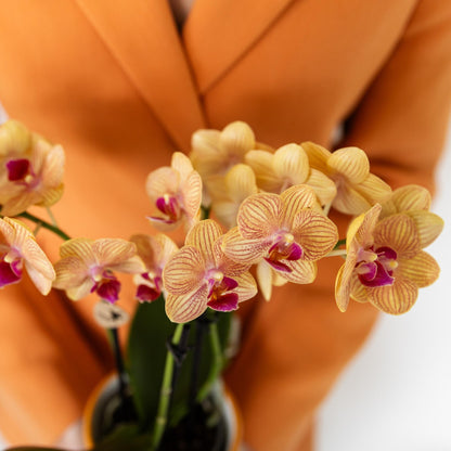 Kolibri Orchids | Orange Phalaenopsis orchid pot size Ø9cm | Jamaica | flowering houseplant - fresh from the grower