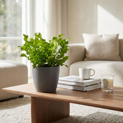Green boutiQ - Asplenium Crispy Wave - Asplenium Crispy Wave - 2 Planten - met Potter Grijs - Pot 12cm - Hoogte - 30cm