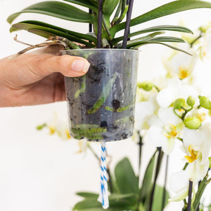 oranje orchideeën plantenset met waterreservoir in kunststof pot met waterlont