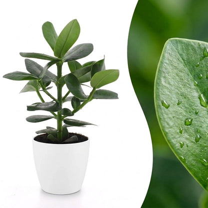 Green boutiQ - Clusia Princess - Clusia - 1 Plant - met Potter Wit - Pot 12cm - Hoogte - 40cm