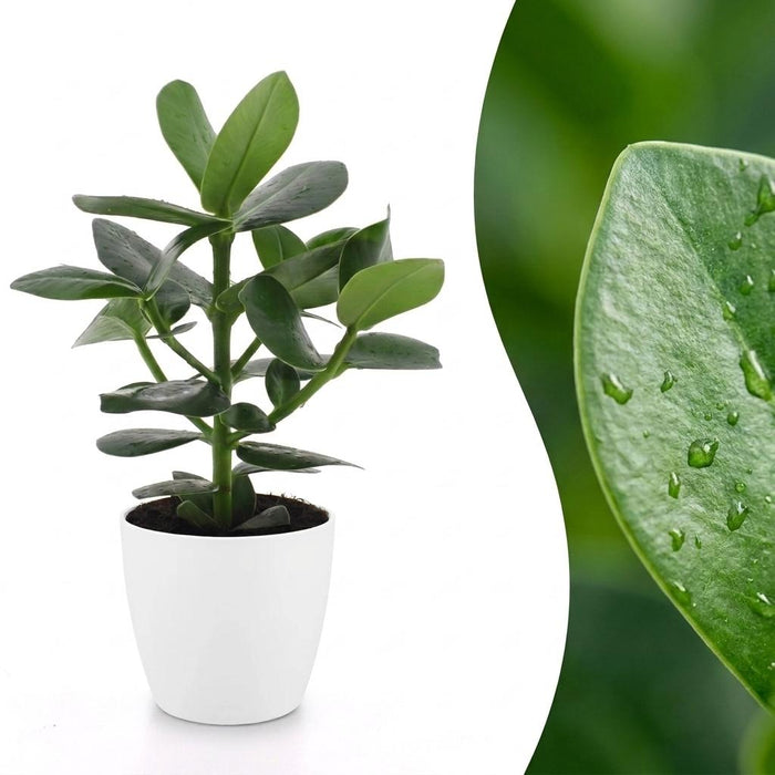 Green boutiQ - Clusia Princess - Clusia - 1 Plant - met Potter Wit - Pot 12cm - Hoogte - 40cm