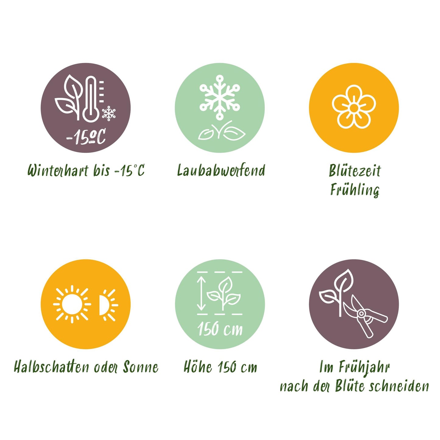 Green boutiQ - Tuinplant - Magnolia stellata Royal Star - Bloem Wit - 1 Plant - Bladverliezend - Weinig Onderhoud - Pot 12cm Hoogte 30cm