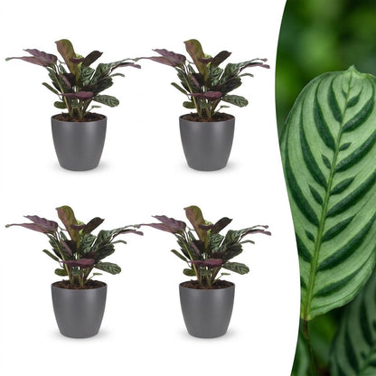 Green boutiQ - Ctenanthe Burle Marxii - Visgraatplant - 4 Planten - met Potter Grijs - Pot 12cm - Hoogte - 30cm