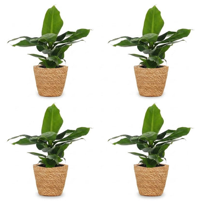 Green boutiQ - Musa Oriental Dwarf - Dwergbanaan - 4 Planten - met Zeegras Mand - Pot 12cm - Hoogte 30cm