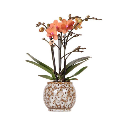 Kolibri Orchids | Orangefarbene Phalaenopsis-Orchidee – Mineral Bolzano + Safari-Topf – Topfgröße Ø 9 cm | Blühende Zimmerpflanze – frisch vom Züchter